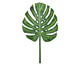 Planta Permanente Folha Costela de Adão, Verde | WestwingNow