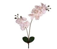 Planta Permanente Haste Orquídea com Folhas Branco | WestwingNow