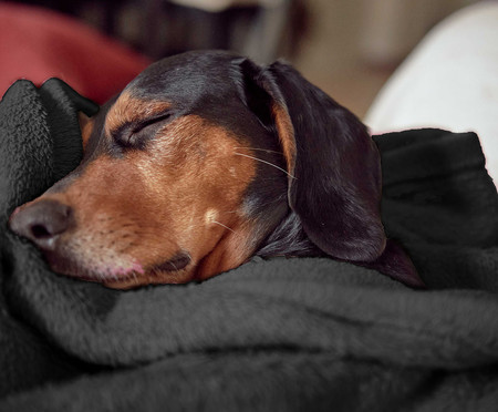 Cobertor Fleece para Pets Premium I Preto | WestwingNow