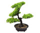 Adorno Bonsai, Colorido | WestwingNow