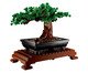 Bonsai, Colorido | WestwingNow