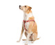 Peitoral para Cachorros Dubai - Vermelha, Vermelho | WestwingNow