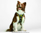 Peitoral Bold para Cachorros New York - Preto, Preto | WestwingNow