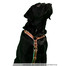 Peitoral Educativo H Slim para Cachorros Paris - Terracota, Terracota | WestwingNow