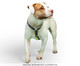 Peitoral Educativo H Slim para Cachorros London - Azul, Azul | WestwingNow