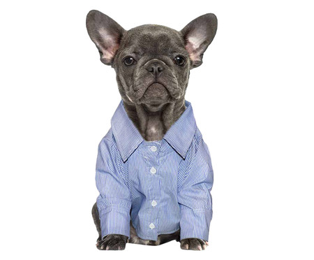 Camisa Social para Cachorros Suit - Azul