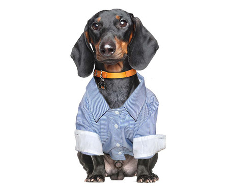 Camisa Social para Cachorros Suit - Azul | WestwingNow