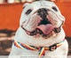 Peitoral para Cachorro Rainbow - Colorido, Colorido | WestwingNow