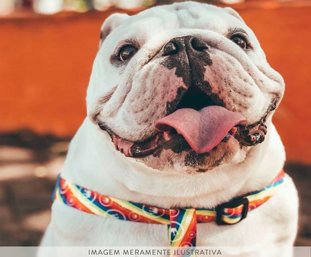 Peitoral para Cachorro Rainbow - Colorido | WestwingNow