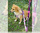 Peitoral para Cachorro Skate - Pink, Rosa | WestwingNow