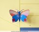Decoração de Parede Borboleta Média Hapi , multicolor | WestwingNow