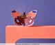 Decoração de Parede Borboleta Pequena Delias , multicolor | WestwingNow