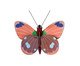 Decoração de Parede Borboleta Pequena Delias , multicolor | WestwingNow