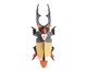Decoração de Parede Besouro Grande Giant Stag, multicolor | WestwingNow