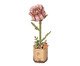 Miniatura Rosa Rosa, Colorido | WestwingNow