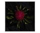 Quadro Waratah -  Nicole Wells, multicolor | WestwingNow