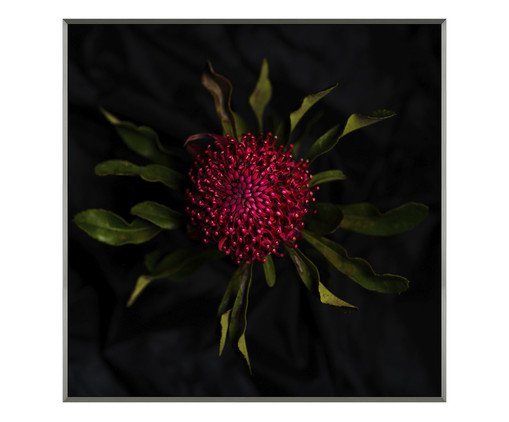 Quadro Waratah -  Nicole Wells, multicolor | WestwingNow