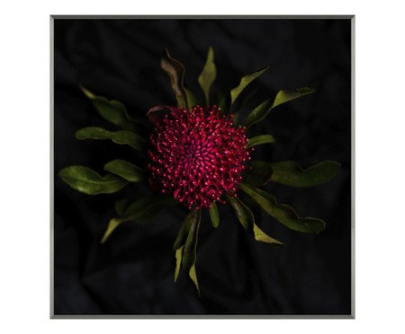 Quadro Waratah -  Nicole Wells | Westwing