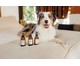 Aromaterapia em Spray para Cachorro - Foco, BR | WestwingNow