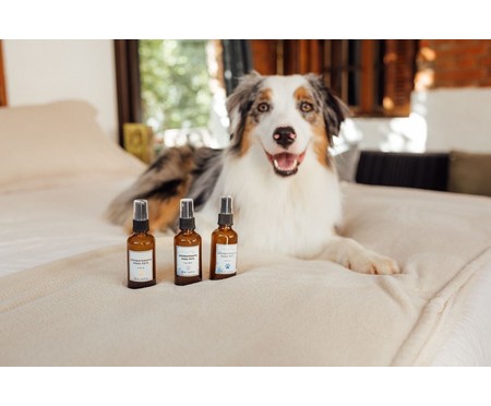 Aromaterapia em Spray para Cachorro - Foco | WestwingNow