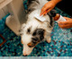 Shampoo a Seco Vegano para Cachorro - 200ml, BR | WestwingNow