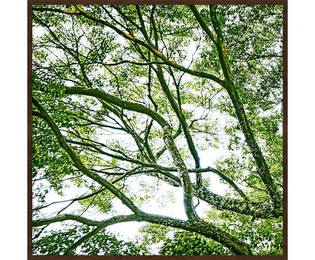 Quadro com Vidro Paisagem Árvore I | Westwing
