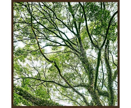 Quadro com Vidro Paisagem Árvore II | Westwing