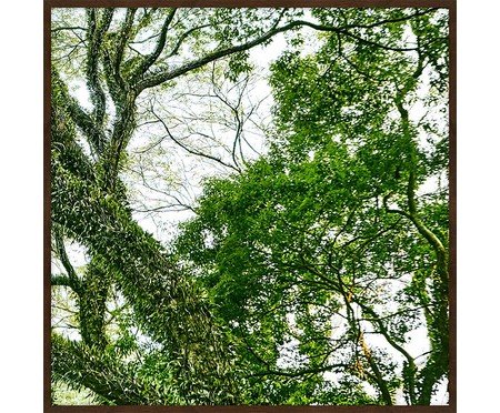 Quadro com Vidro Paisagem Árvore IY - 62X62 | Westwing