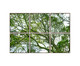 Jogo de Quadros com Vidro Paisagem Árvore - 186x124cm, colorido | WestwingNow