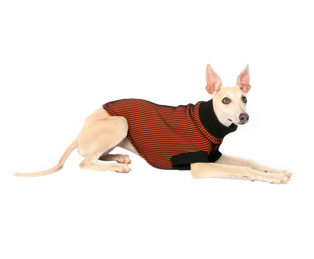 Suéter para Cachorro Minimal - Terra