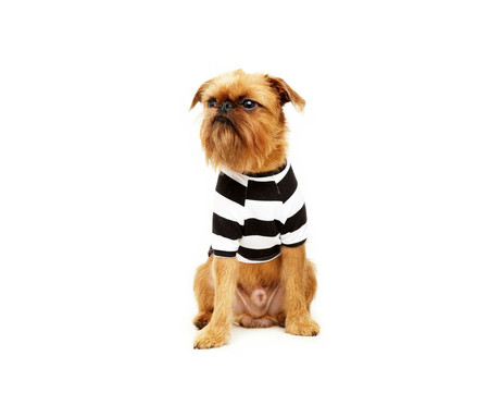 Camiseta para Cachorro Street Stripes - Preta e Branca