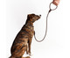 Guia para Cachorro Rope - Dourada e Marrom, Dourada e Marrom | WestwingNow