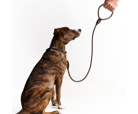 Guia para Cachorro Rope - Dourada e Marrom | WestwingNow