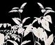 Papel de Parede Selva Urbana Preto e Branco, Colorido | WestwingNow