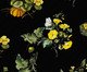Papel de Parede Sabor do Campo Noite, Colorido | WestwingNow