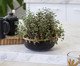 Jogo de Bowls Duo Rattan Preto, Preto | WestwingNow