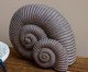Adorno Decorativo Conchas Ammonite Cinza, grey | WestwingNow