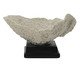 Adorno Decorativo de Coral Turbinaria Bege, beige | WestwingNow