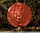 Bolsa Camélia Laqueada Rosé, Rosé | WestwingNow