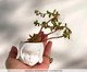 Vaso Lili Branco, Branco | WestwingNow