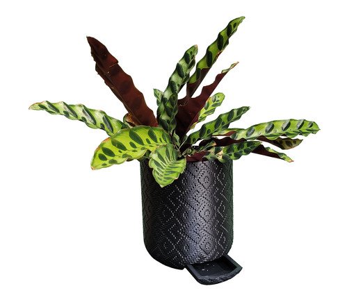 Vaso Guarani com Dispenser Preto, black | WestwingNow