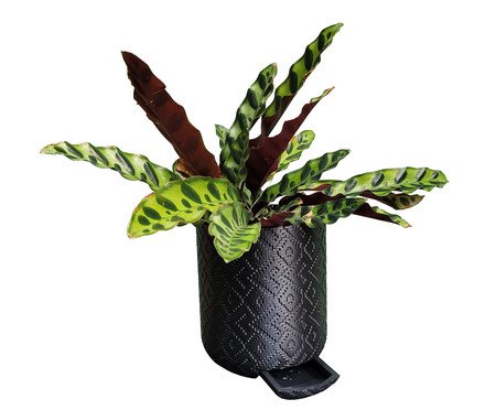 Vaso Guarani com Dispenser Preto | Westwing