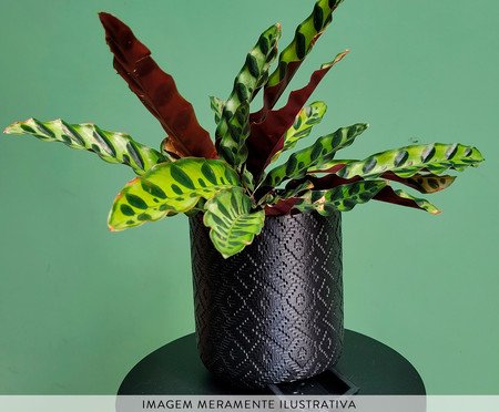 Vaso Guarani com Dispenser Preto | Westwing