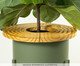 Tampa de Cachepot de Madeira Humaitá, wood pattern | WestwingNow