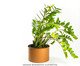 Vaso Slim Humaitá Terra Cota, Terracotta | WestwingNow