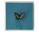 Quadro Borboleta Azul 3D - 25x25 cm, Azul | WestwingNow