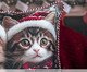 Almofada Natalina Cats, multicolor | WestwingNow