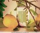 Sabonete Barra Lenvie + Patbo Summer Pear, multicolor | WestwingNow