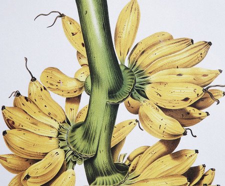 Quadro Decorativo Carmen | Westwing