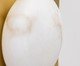 Arandela Ostic Dourado e Natural, gold | WestwingNow